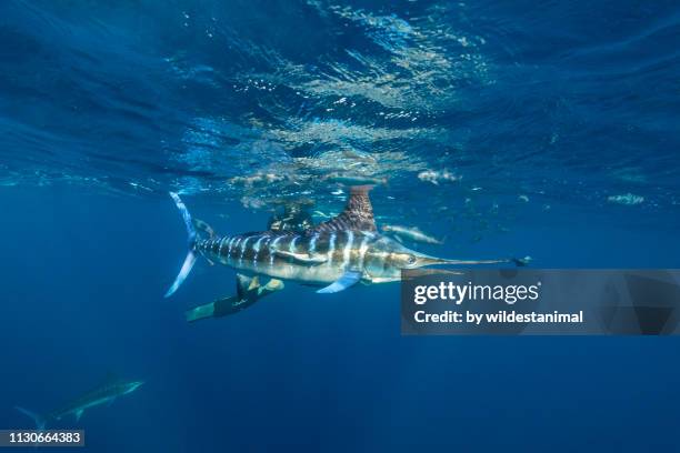 striped marlin hunting sardines with a diver in the background, magdalena bay, baja california sur, mexico. - marlin stock-fotos und bilder