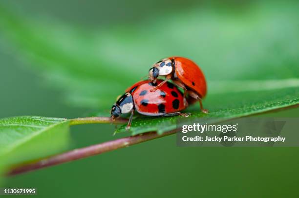 close-up image of two harmonia axyridis, most commonly known as the harlequin, multicolored asian, or simply asian ladybeetle mating on a green leaf - animals mating stock pictures, royalty-free photos & images