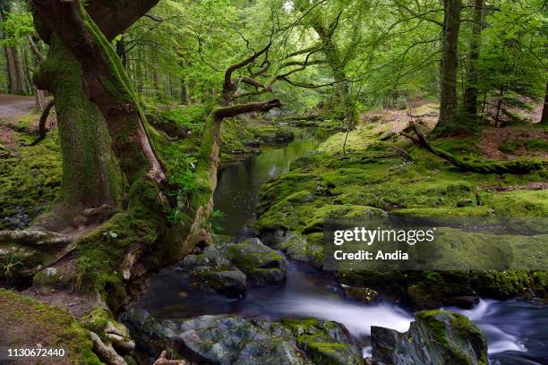 Ireland, Ulster, County Down, Tollymore Forest Park, one of the Game of Thrones filming locations.