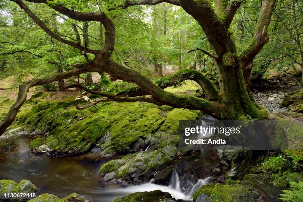 Ireland, Ulster, County Down, Tollymore Forest Park, one of the Game of Thrones filming locations.
