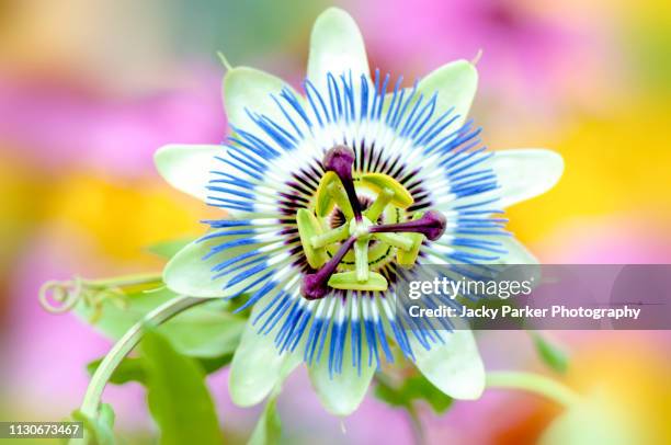 close-up image of the beautiful summer flowering passiflora caerulea, the blue passionflower, bluecrown passionflower or common passion flower - stamper stockfoto's en -beelden