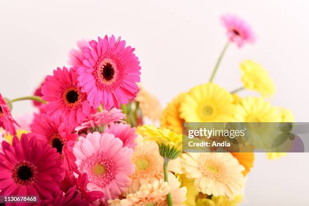 40 Germini Stock Photos, High-Res Pictures, and Images - Getty Images