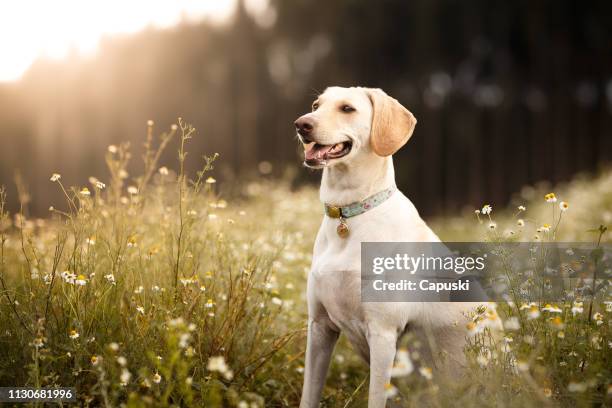 cane mutt sorridente nei campi - labrador retriever foto e immagini stock