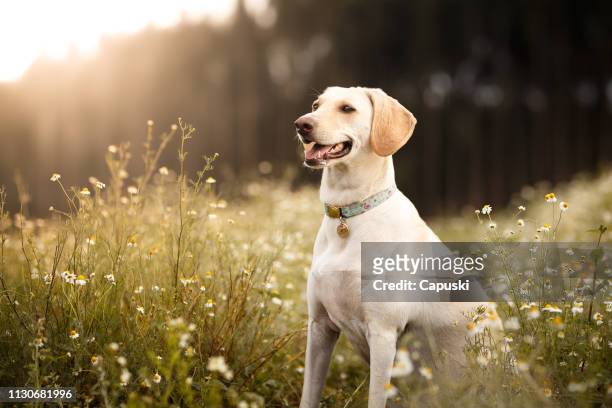 mutt dog smiling in the fields - labrador retriever stock pictures, royalty-free photos & images