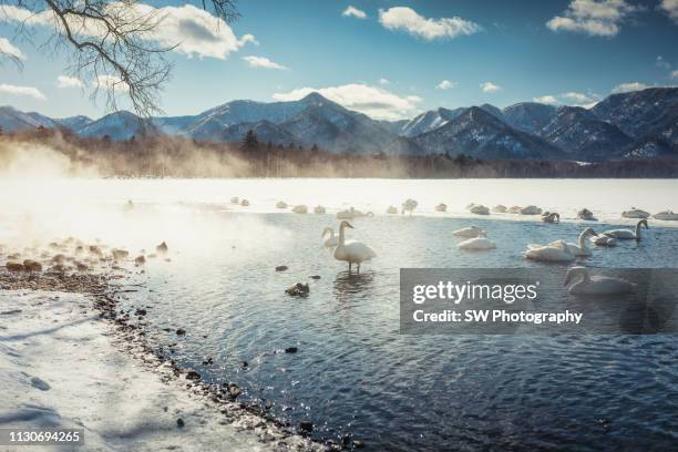 swans swimming in winter lake in hokkaido, japan - hokkaido japan stock-fotos und bilder