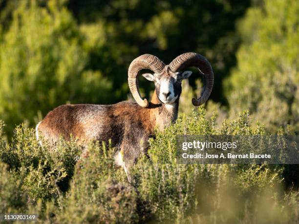 Muflong 40 Muflon Stock Photos, High-Res Pictures, and Images - Getty Images