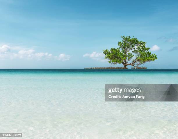 a tree in the sea - boracay beach stock pictures, royalty-free photos & images