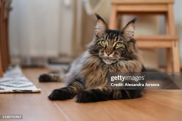 maine coon cat (mco) - maine coon cat stock pictures, royalty-free photos & images