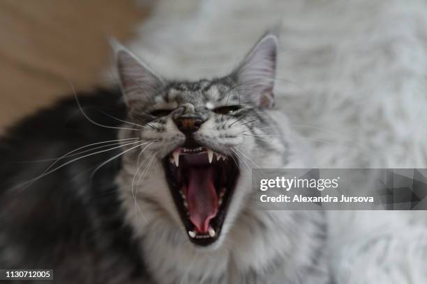 maine coon cat (mco) - intimidation stock pictures, royalty-free photos & images