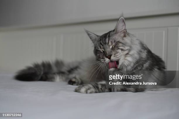 maine coon cat (mco) - feet lick stockfoto's en -beelden