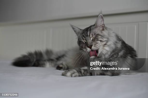 maine coon cat (mco) - feet lick bildbanksfoton och bilder