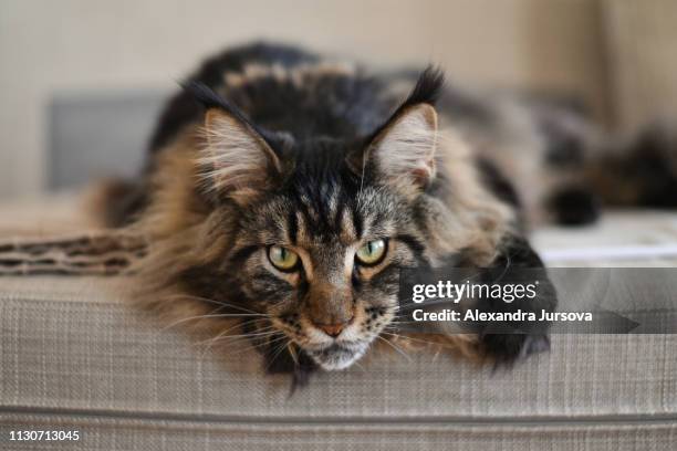 maine coon cat (mco) - maine coon cat stock-fotos und bilder