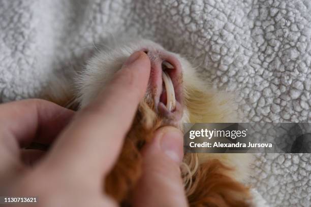 guinea pig (texel) - overgrown teeth - meal kit stock pictures, royalty-free photos & images