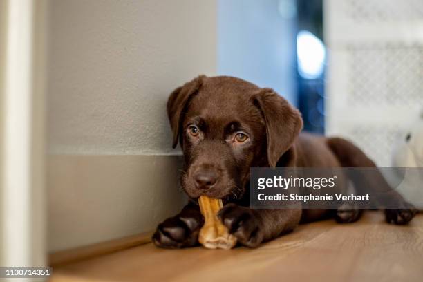 巧克力拉布拉多小狗躺著, 嚼著狗的骨頭 - puppies 個照片及圖片檔