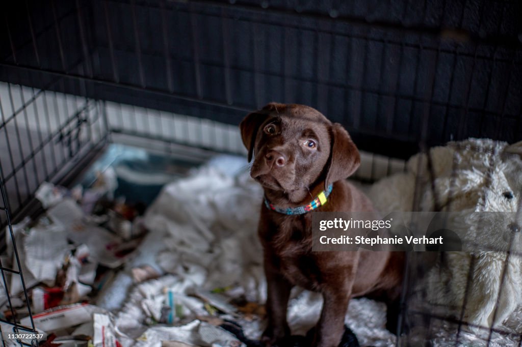 Hungry chocolate labrador puppy eating a paper in a box kennel