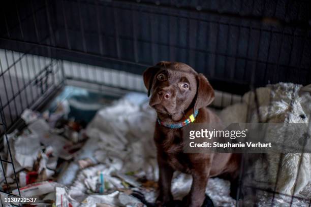 hungry chocolate labrador puppy eating a paper in a box kennel - huis interieur stock pictures, royalty-free photos & images