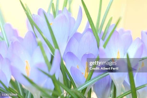 blühen der krokusse - frühling pollen stock pictures, royalty-free photos & images