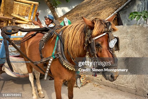 Cidomo Vector Cidomo On The Gili Islands High-Res Stock Photo - Getty Images