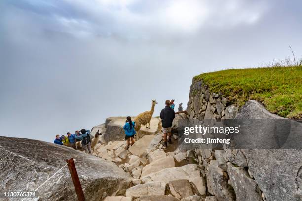 lamas bei maccu picchu - berg huayna picchu stock-fotos und bilder