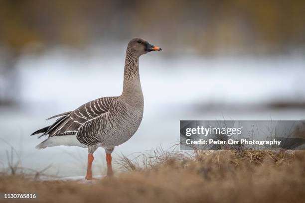 bean goose in taiga, finland - anser fabalis stock pictures, royalty-free photos & images