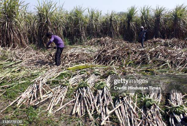 Farmers and the labourers cut the crop of sugarcane from a field of village Ningana on March 15, 2019 in Rohtak, India.