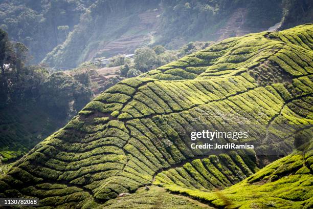 cameron highlands - arbusto stock-fotos und bilder