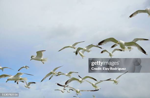 helsinki.  seagulls (gaviotas) - músico stock pictures, royalty-free photos & images