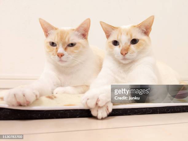 二匹の猫 - 飼育動物 photos et images de collection