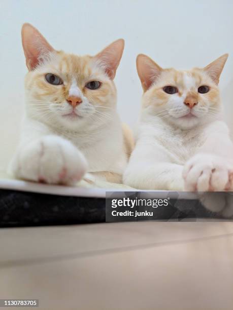 二匹の猫 - 飼育動物 bildbanksfoton och bilder