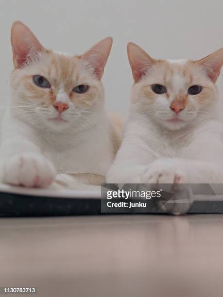 二匹の猫 - ネコ科 - fotografias e filmes do acervo
