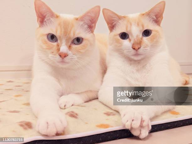 二匹の猫 - 哺乳類 stock-fotos und bilder