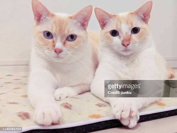 二匹の猫 - ネコ科 - fotografias e filmes do acervo