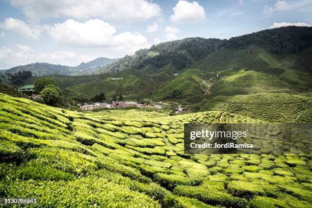 cameron highlands - arbusto stock-fotos und bilder