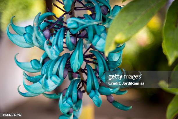 flowers in cameron highlands - jardinería stock pictures, royalty-free photos & images