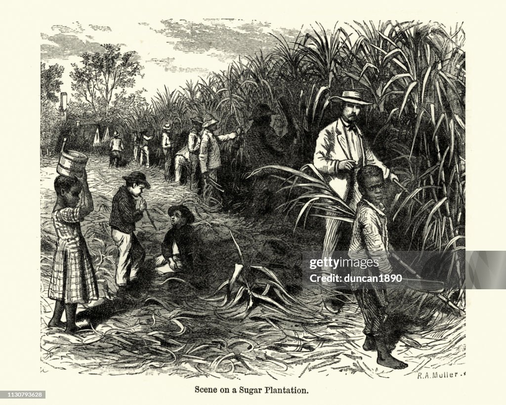Workers cutting canes, Caribbean sugar plantation, 19th Century
