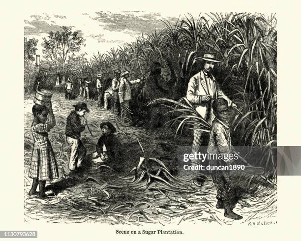 workers cutting canes, caribbean sugar plantation, 19th century - agriculture sugar cane stock illustrations