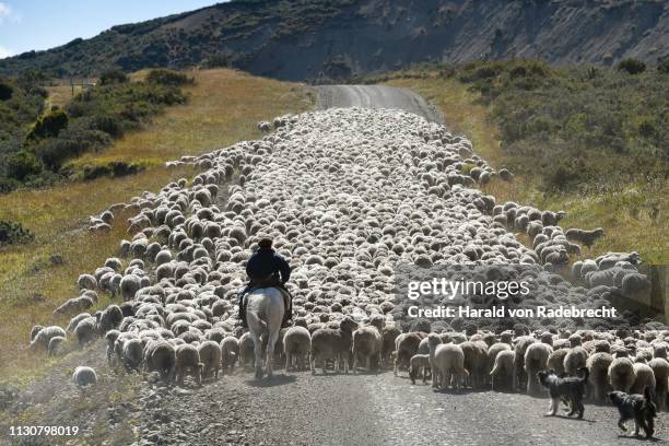 gaucho on horseback drives huge flocks of sheep, between porvenier and ushuaia, tierra del fuego, tierra del fuego, argentina - gauchos stock-fotos und bilder
