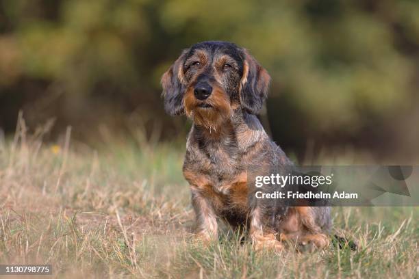 wire-haired dachshund male sits in the grass, germany - wire haired dachshund stock pictures, royalty-free photos & images