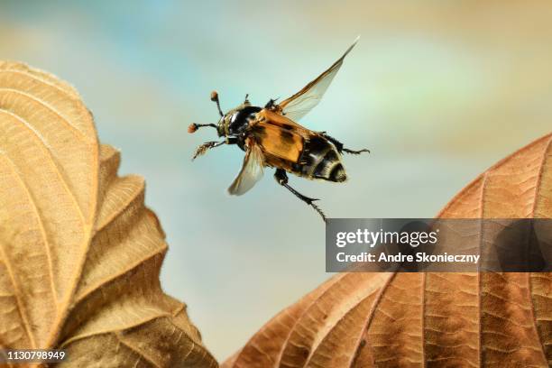 common sexton beetle (nicrophorus vespillo) in flight, on dried leaf, germany - nicrophorus stock pictures, royalty-free photos & images
