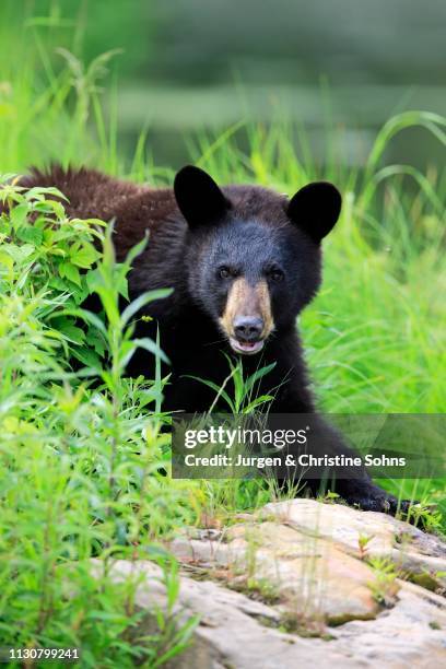 american black bear (ursus americanus), young animal, animal portrait, vigilant, pine county, minnesota, usa - animal face stock-fotos und bilder