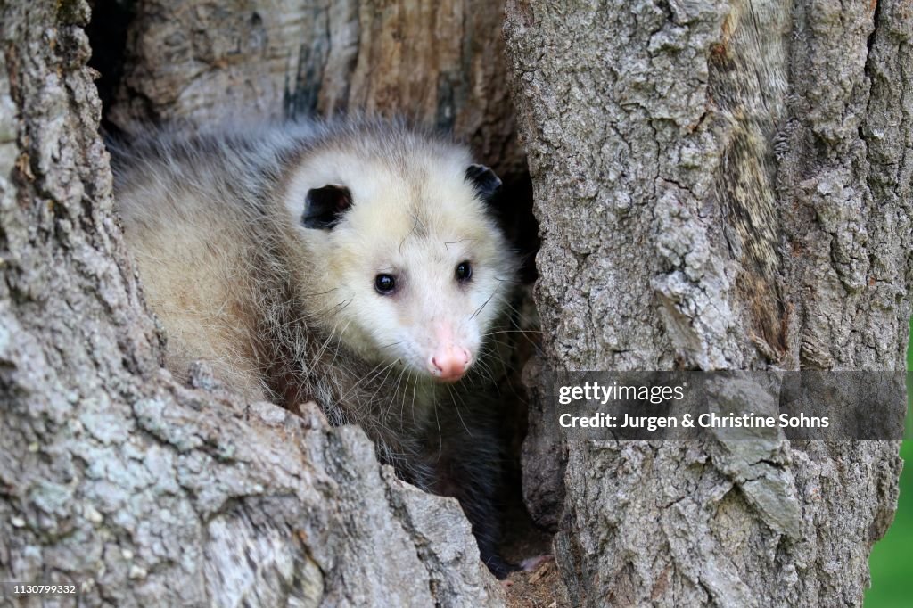 Virginia Opossum (Didelphis virginiana), adult, looking curiously from tree hollow, Pine County, Minnesota, USA