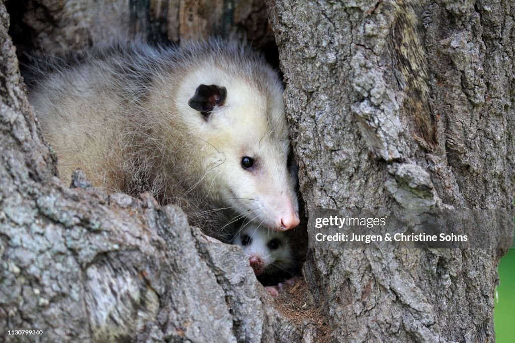 Virginia Opossum (Didelphis virginiana), adult with young animal looks curious from tree hole, Pine County, Minnesota, USA