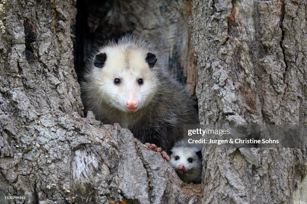 Virginia Opossum (Didelphis virginiana), adult with young animal looks curious from tree hole, Pine County, Minnesota, USA