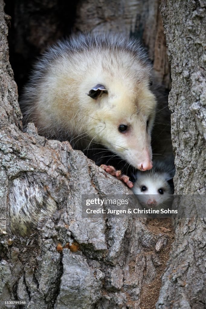 Virginia Opossum (Didelphis virginiana), adult with young animal looks curious from tree hole, Pine County, Minnesota, USA