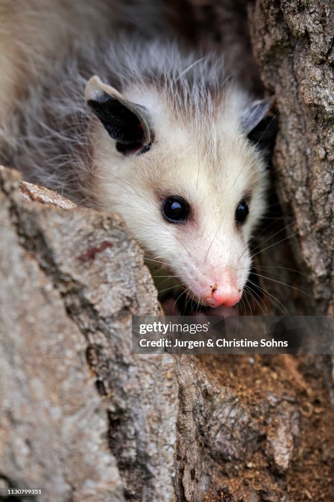 Virginia Opossum (Didelphis virginiana), young animal looking out of tree hole, animal portrait, Pine County, Minnesota, USA