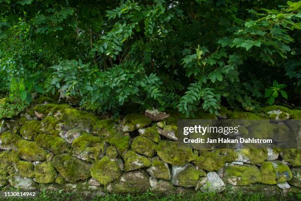 stone wall with moss - grenzbaum stock-fotos und bilder
