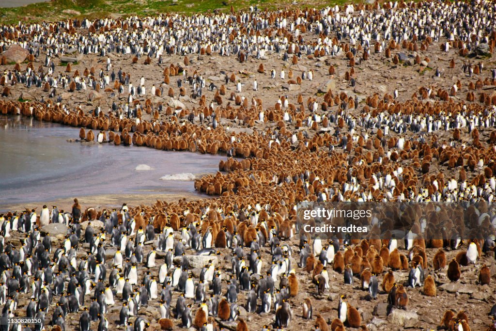 View of king penguin colony