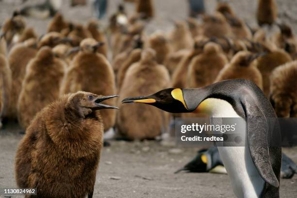 king penguins looking for directions on south georgia island - penguin south america stock pictures, royalty-free photos & images