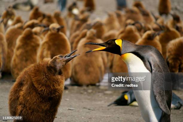 kungen pingviner söker vägbeskrivning på south georgia island - royal penguin bildbanksfoton och bilder