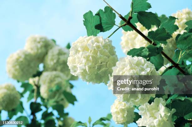 snowball flower (viburnum opulus) or guelder-rose - viburnum stock pictures, royalty-free photos & images